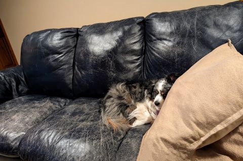 A dog sleeping on an old sofa.