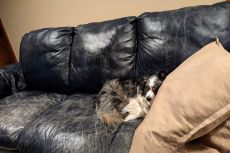 A dog sleeping on an old sofa.